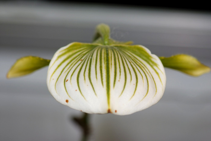 파피오페딜럼 - Papihopedilum pinochio, Paphiopedilum hybrids