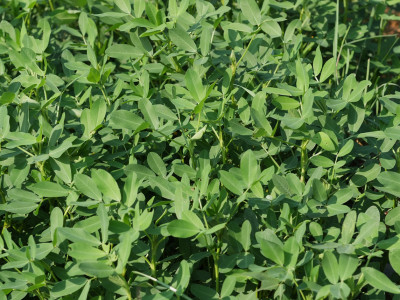 땅콩 사진 - Arachis hypogaea L. Photos