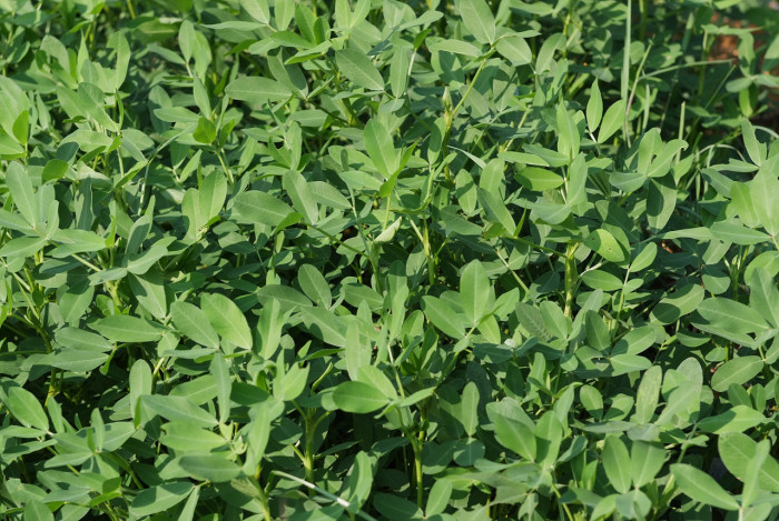 땅콩 - Arachis hypogaea L.
