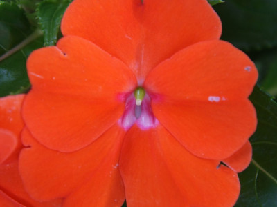 아프리카 봉선화 사진 - Impatiens Photos