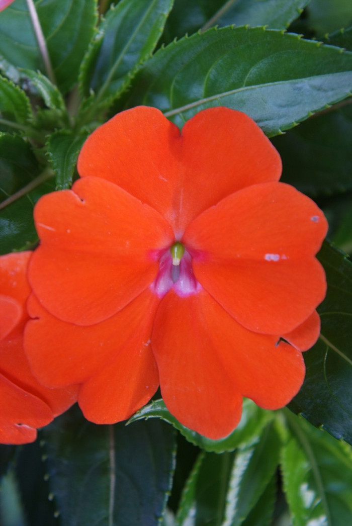 아프리카 봉선화 - Garden impatiens, Impatiens