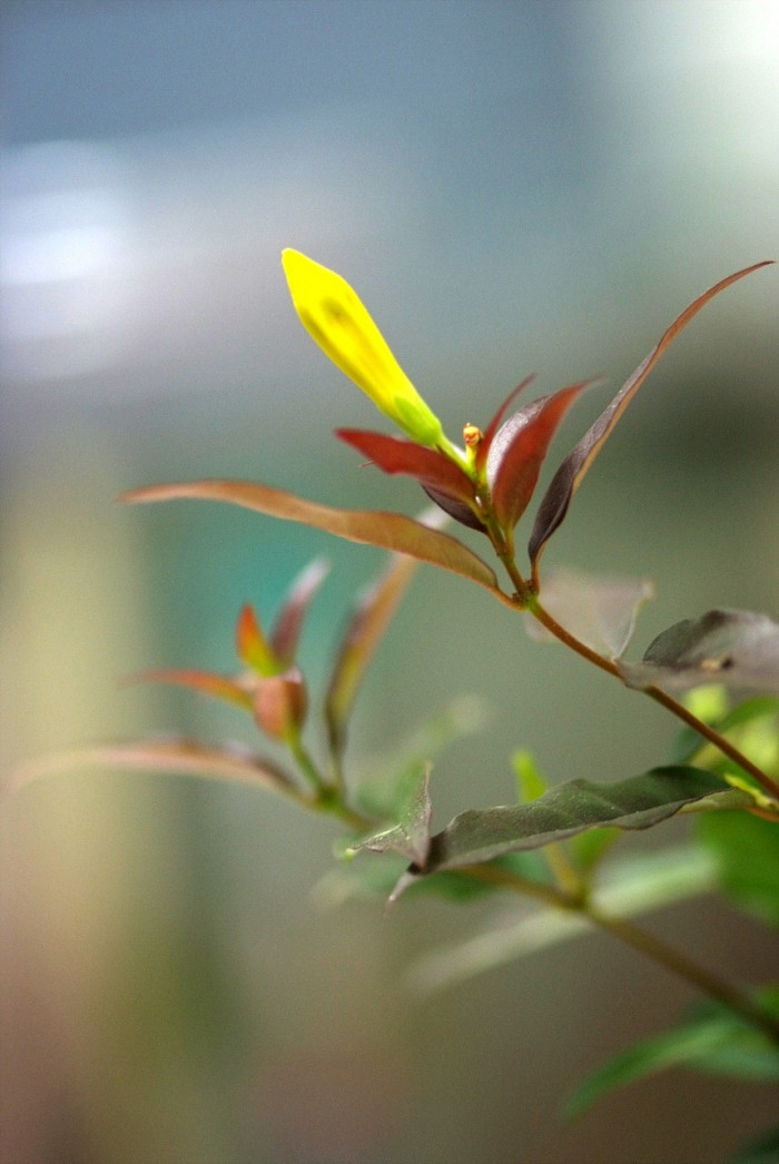 개나리자스민 - Carolina jasmine, Gelsemium sempervirens (L.) J.St.-Hil