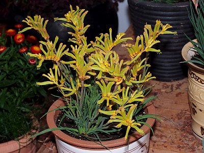 아나고잔서스 사진 - Anigozanthos Labill. Photos