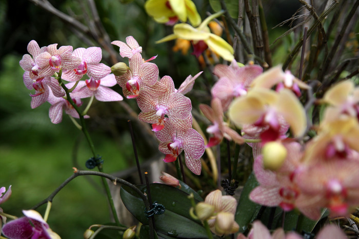 호접란 - Moth orchids, phalaenopsis
