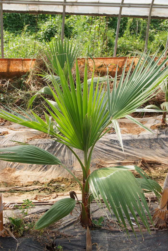 워싱턴야자 - Washington palm, California Fan Palm, Washingtonia filifera