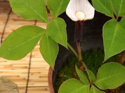 천남성 사진 - Arisaema amurense var Photos