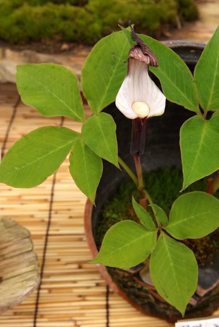 천남성 - Arisaema amurense var