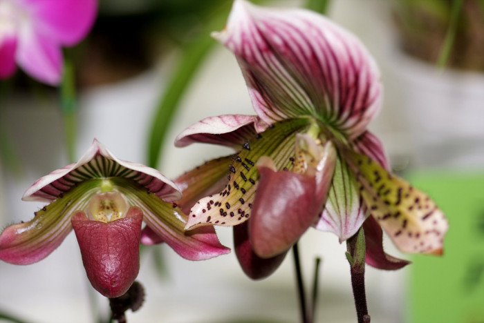 파피오페딜럼 - Papihopedilum pinochio, Paphiopedilum hybrids