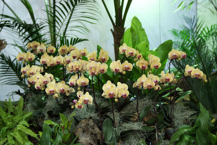 호접란 - Moth orchids, phalaenopsis