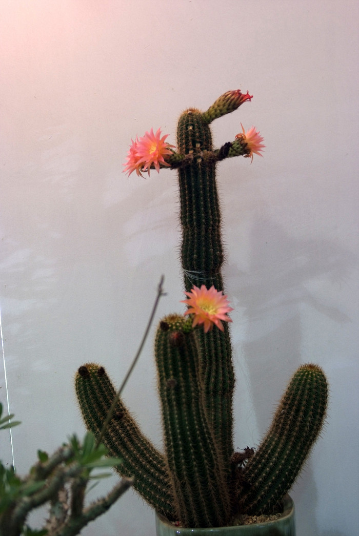 선인장 - Opuntia ficus-indica Mill.