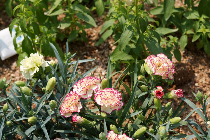 카네이션 - Bernard, Dianthus caryophyllus L.