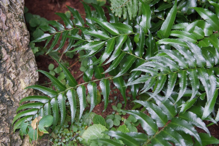 도깨비고비 - Holly Fern, Cyrtomium falcatum (L.) Presl
