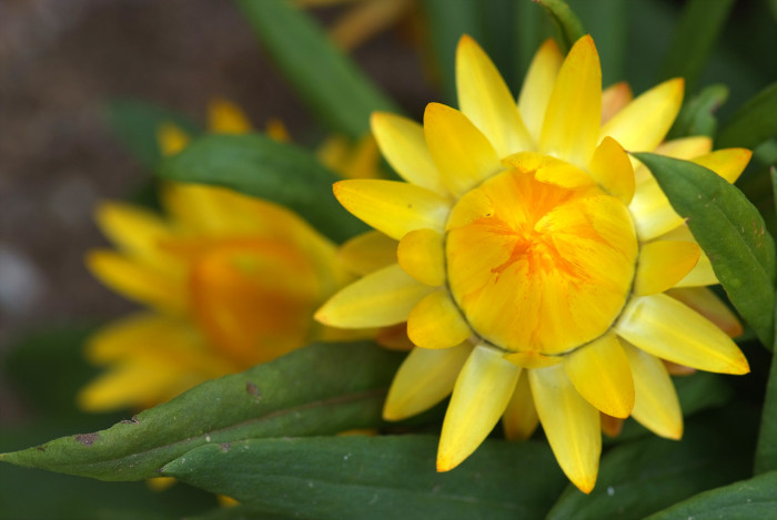 밀짚꽃 - straw flower, Helichrysum bracteatum