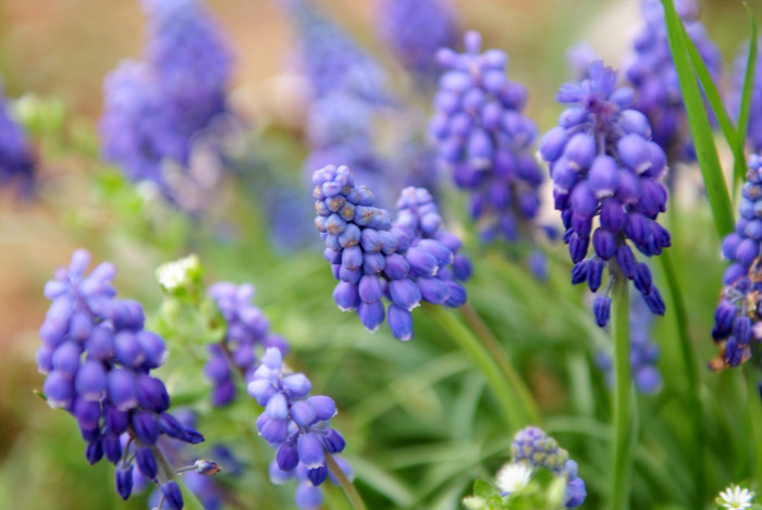 무스카리 - blue grape hyacinth, Muscari armeniacum.