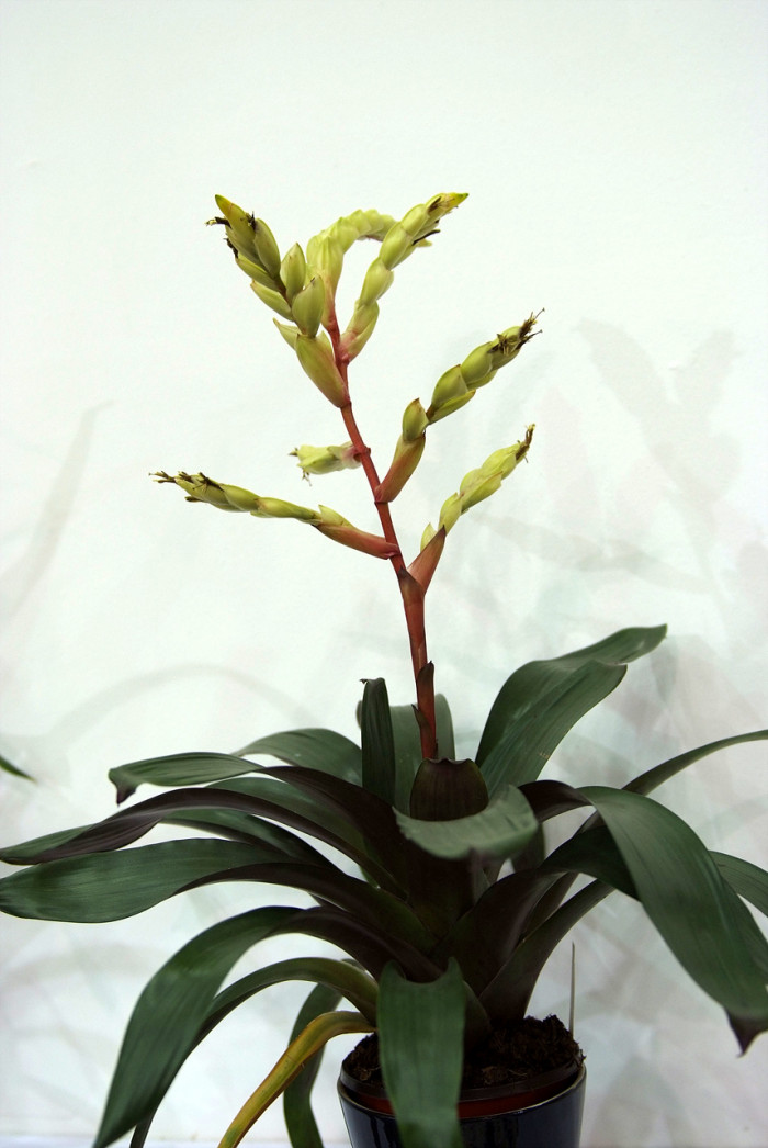 틸란디시아 - Tillandsia bergeri