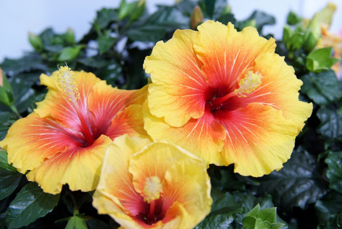 하와이무궁화 - hawaiian hibiscus, Hibiscus rosa-sinesis L.