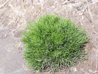 함초 사진 - Suaeda japonica Photos