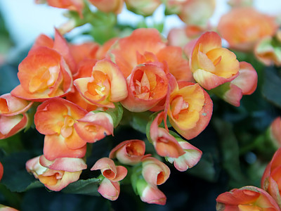 꽃베고니아 사진 - Begonia semperflorens Photos