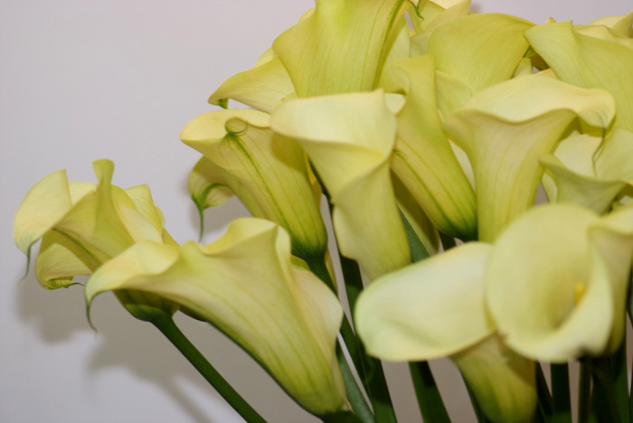 칼라 - calla, Zantedeschia aethiopica