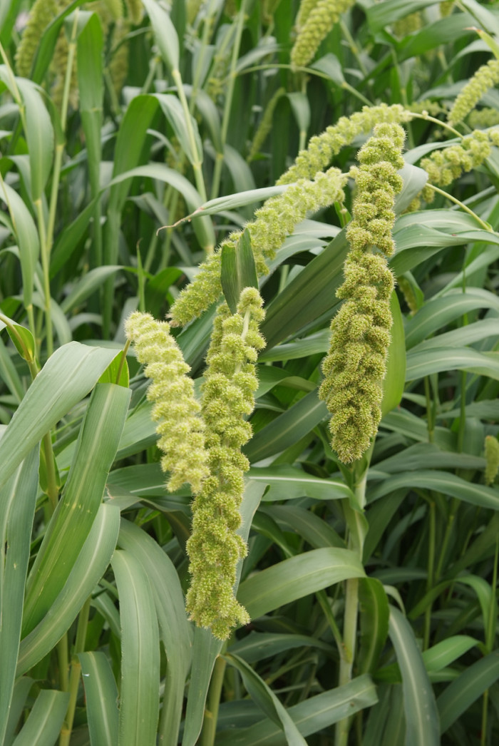 조 - Setaria italica (L.) P.Beauv.