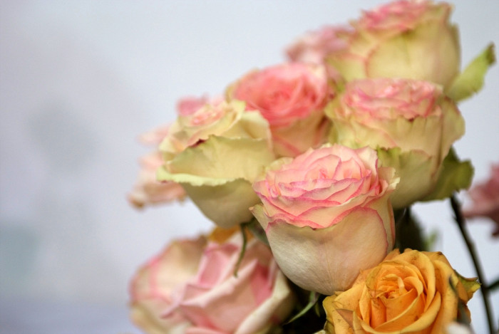 장미 - Rose, Rosa hybrida
