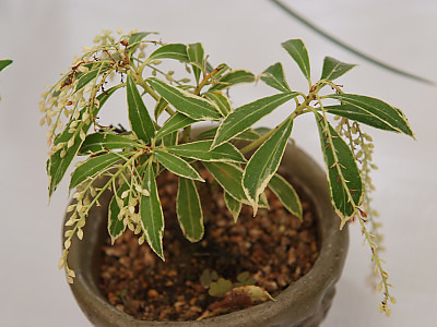마취목 사진 - Pieris japonica Photos