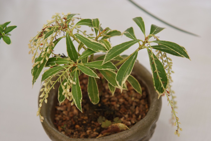 마취목 - Japanese andromeda, Japanese pieris,Dwarf Lilly-of-the-Valley Shrub, Pieris japonica