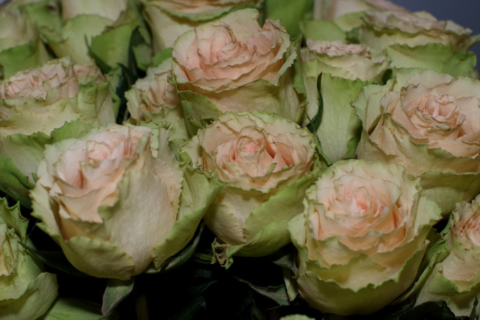 장미 - Rose, Rosa hybrida