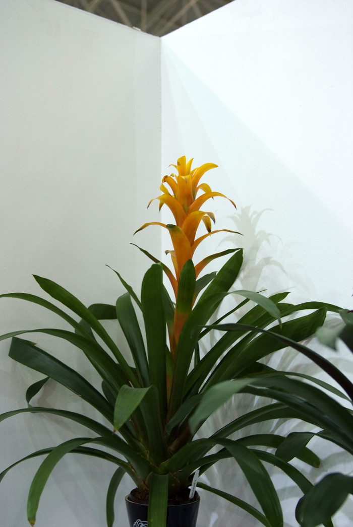 틸란디시아 - Tillandsia bergeri