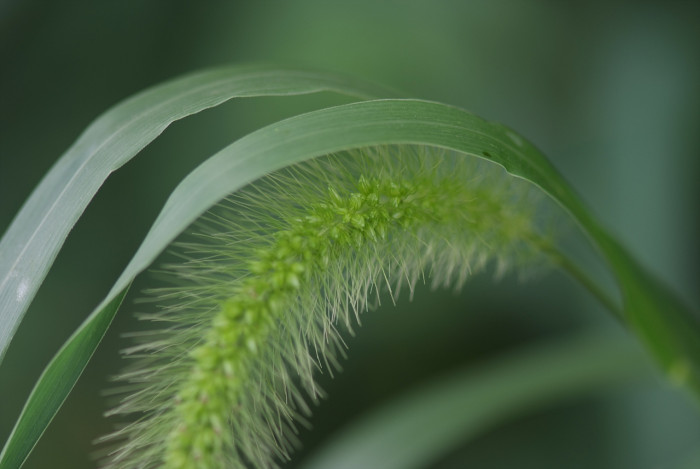 강아지풀 - Setaria viridis (L.) P. Beauv.