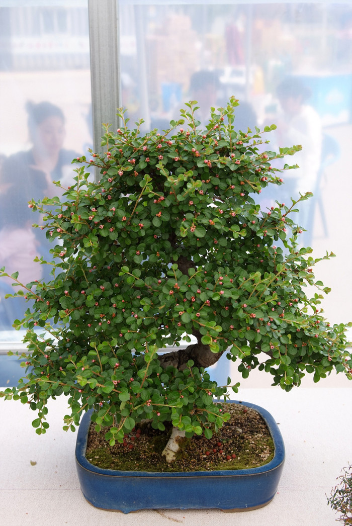 홍자단 - Rock cotoneaster, Cotoneaster horizontalis Decne.