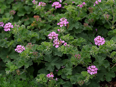 레몬제라늄 사진 - Pelargonium crispum (L.) L’Hér. ex Ait. Photos
