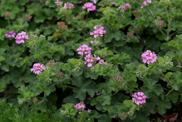 레몬제라늄 - crispum  bariegatum, Pelargonium crispum (L.) L’Hér. ex Ait.