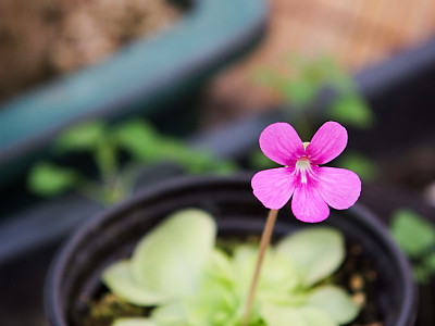 벌레잡이제비꽃 사진 - Pinguicula vulgaris var. macroceras (Link) Herder Photos