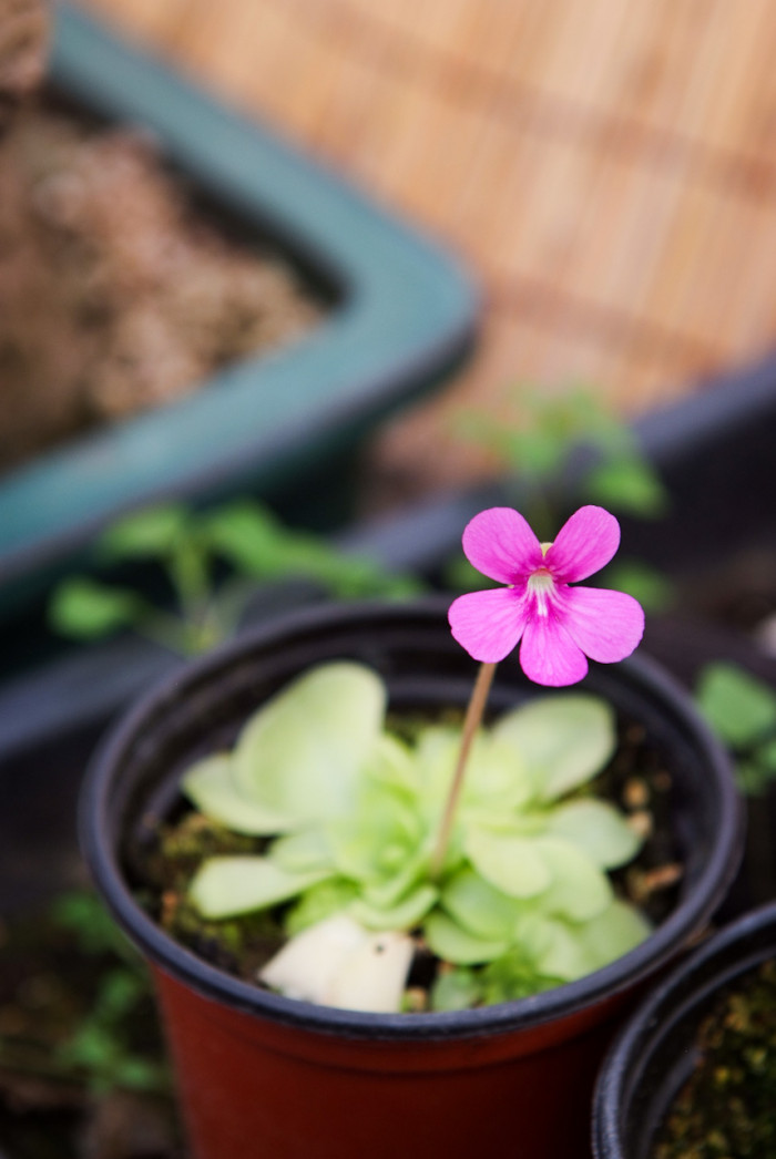 벌레잡이제비꽃 - gigantea, Pinguicula vulgaris var. macroceras (Link) Herder