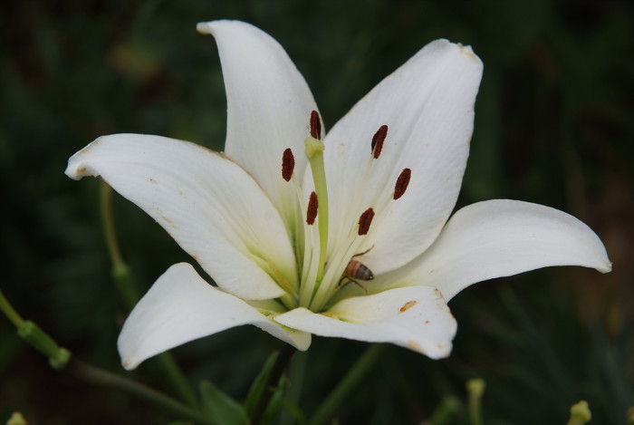 백합 - Lily, Lilium longiflorum Thunb.
