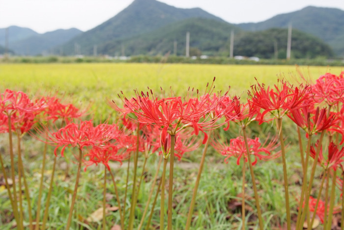 석산 - red spider lily, Lycoris radiata