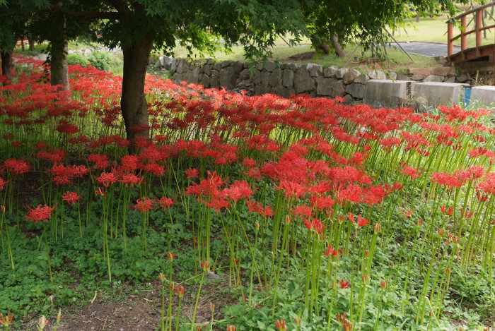 석산 - red spider lily, Lycoris radiata