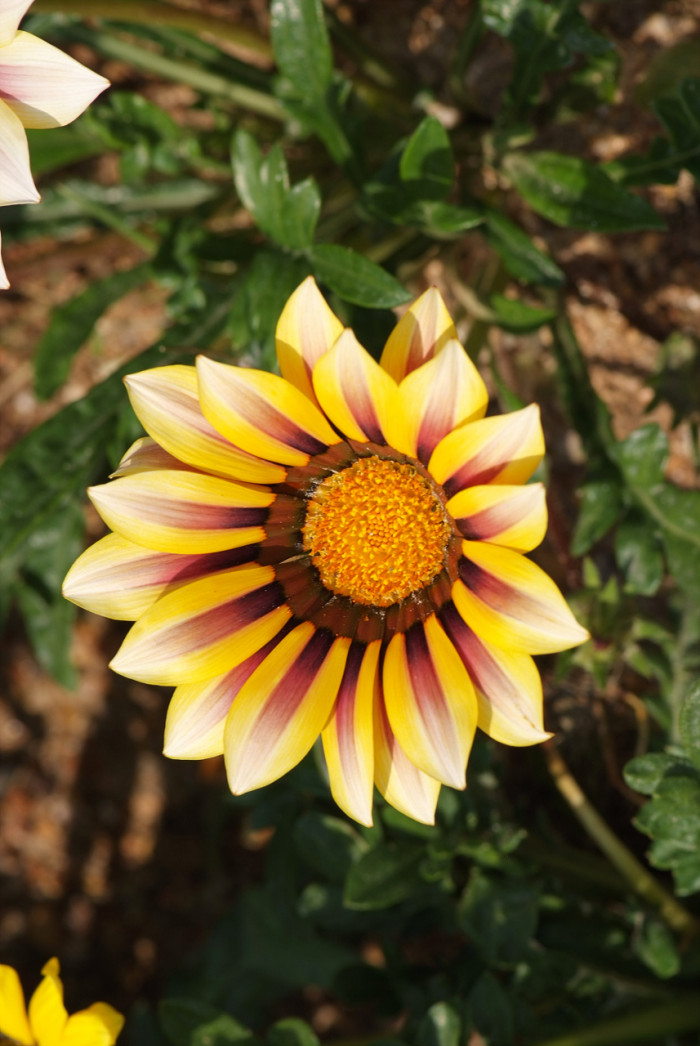 가자니아 - Gazania, Gazania rigens (L.) Gaertn.