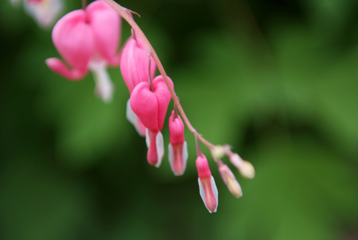 금낭화 - Dicentra spectabilis