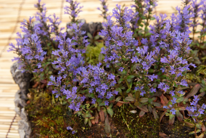 조개나물 - Ajuga multiflora Bunge