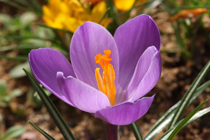크로커스 - Crocus, Crocus spp.
