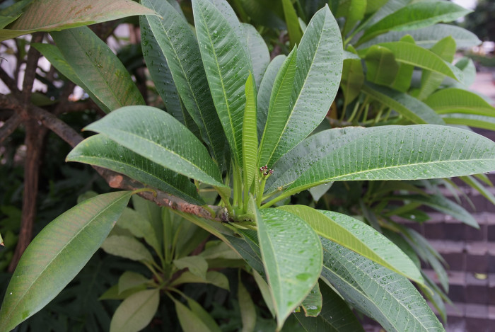 러브하와이 - Flumeria, Plumeria Alba