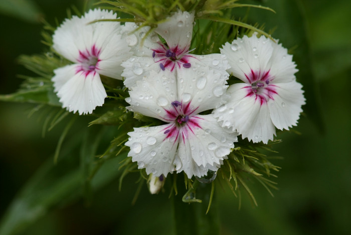 패랭이꽃 - Dianthus chinensis L. var. chinensis, Dianthus chinensis L. var. chinensis