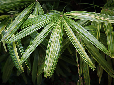 관음죽 사진 - Rhapis excelsa Photos