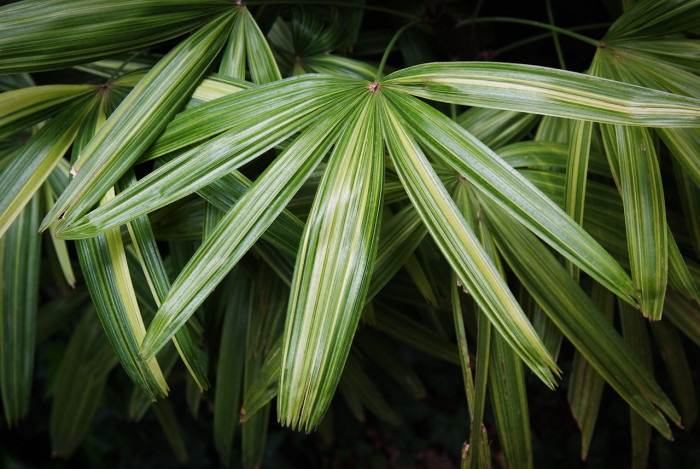 관음죽 - Broadleaf lady palm, Ground Rattan, Bamboo Palm, Lady Palm, Miniature Fan Palm, Fern Rhapis, Rhapis excelsa