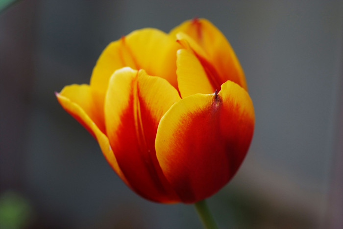 튤립 - Tulip, Tulipa gesneriana