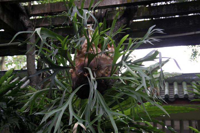 박쥐난 - staghorn fern, Platycerium bifurcatum
