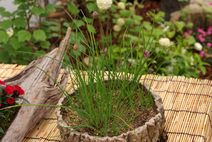 산파 - Allium maximowiczii Regel