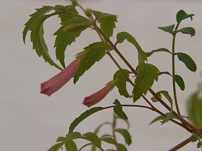 애기능소화 사진 - Tecomaria capensis Photos